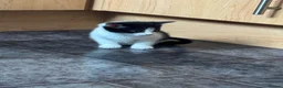 Mixed Breed cats for sale: Beautiful Friendly Mixed Breed Kittens  - Advert 4