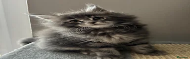 Blue Tabby
