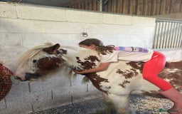 Irish Cob horses for sale: Beautiful Fella - Image 6