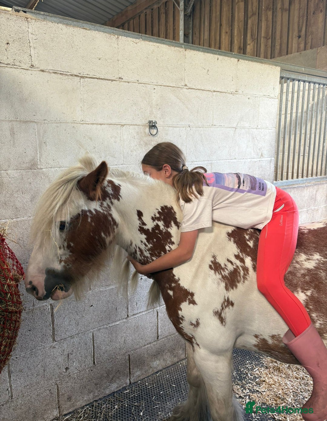 Irish Cob horses for sale: Beautiful Fella - Image 6