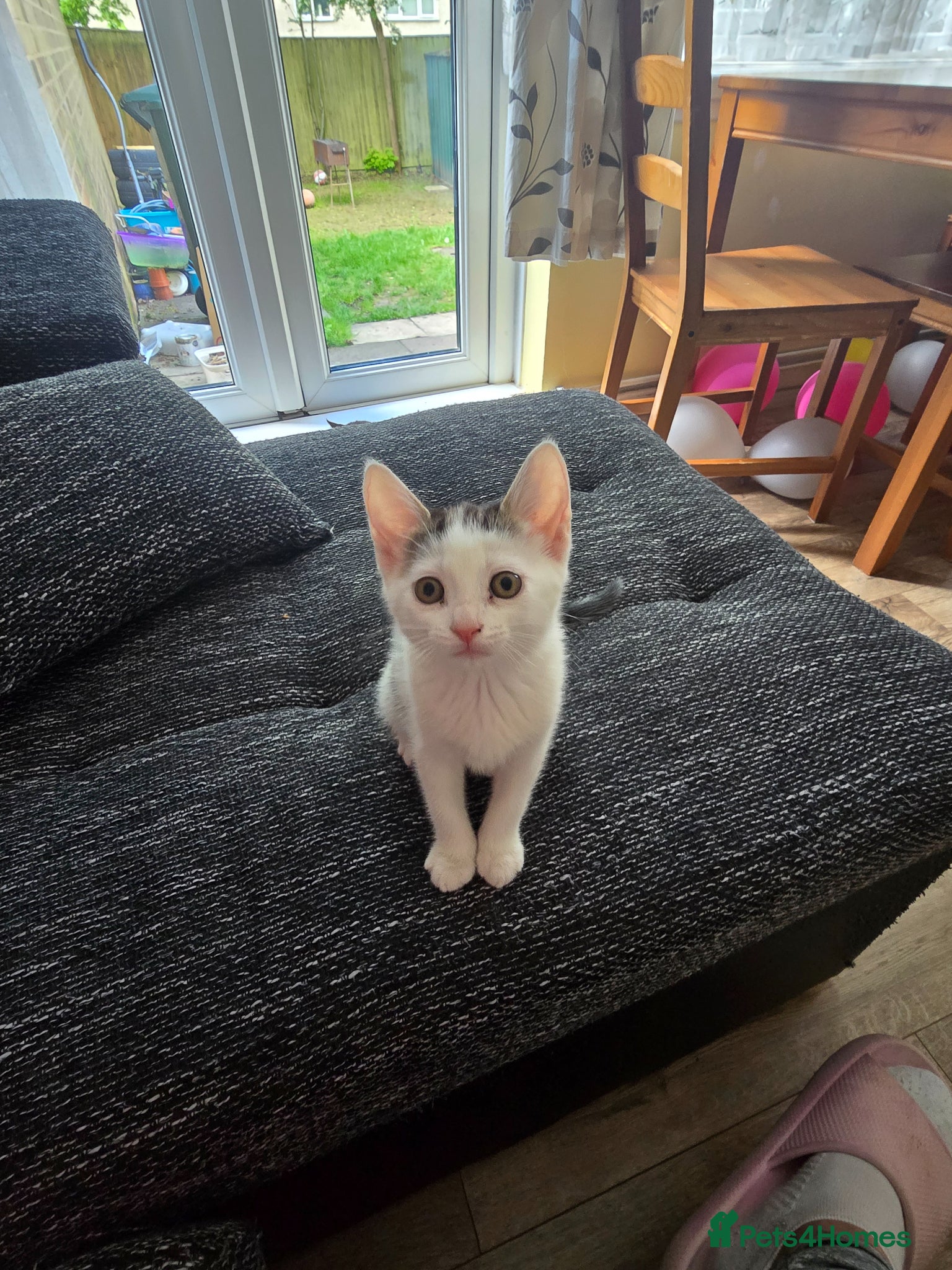 Mixed Breed cats Beautiful female kitten  - Advert 4