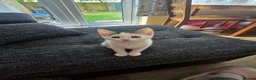 Mixed Breed cats for sale: Beautiful female kitten  in Coventry - Advert 1