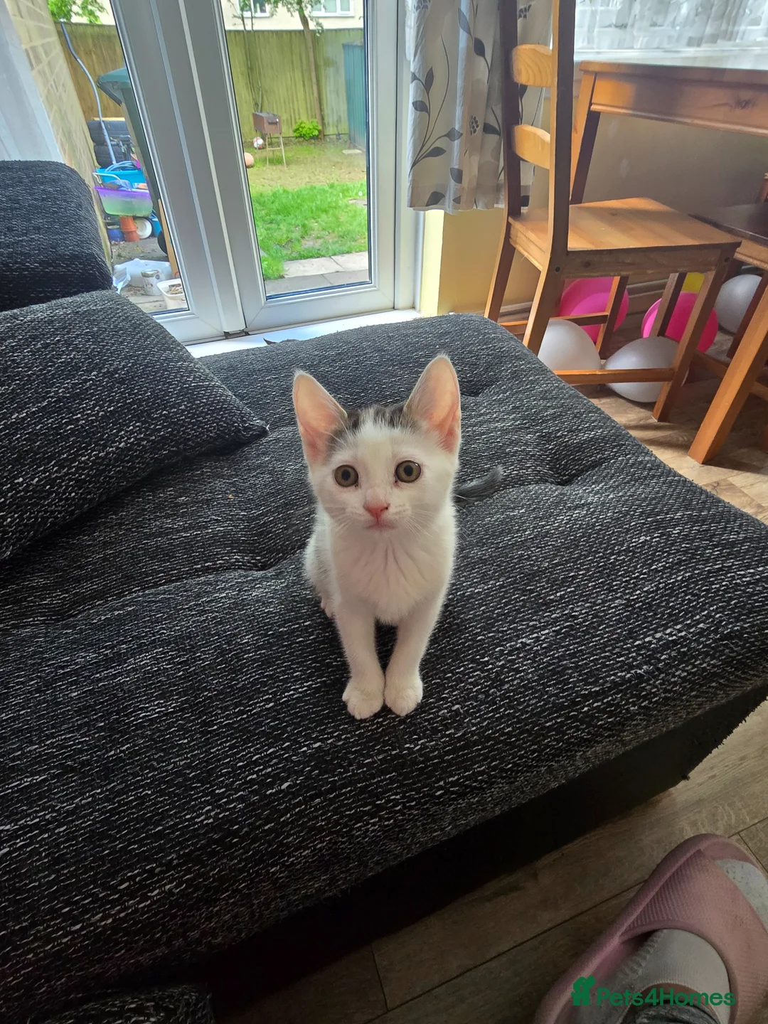 Mixed Breed cats for sale: Beautiful female kitten  in Coventry - Advert 1