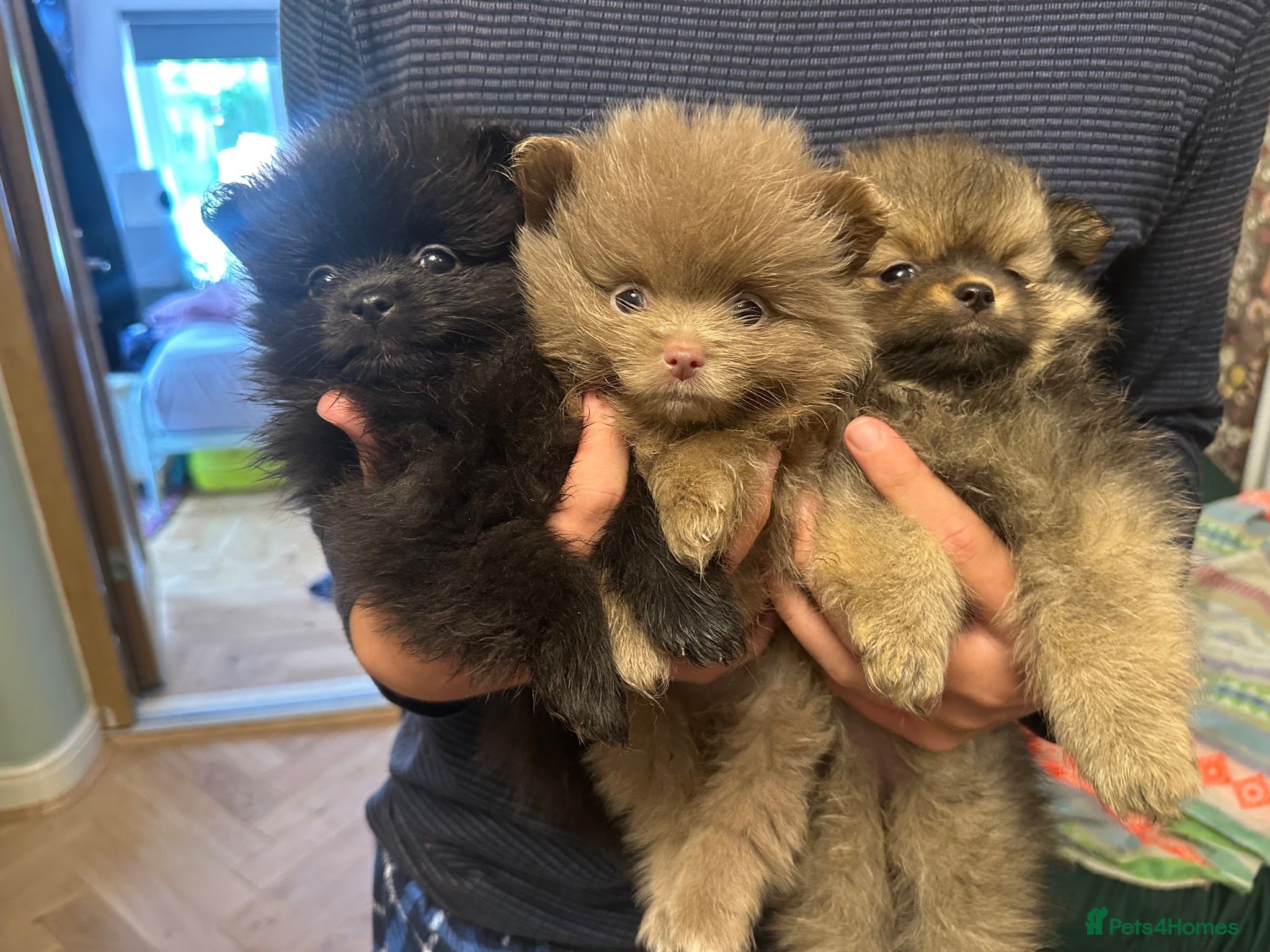 Pomeranian dogs Stunning Tiny KC Reg Pomeranian Puppies  - Advert 3