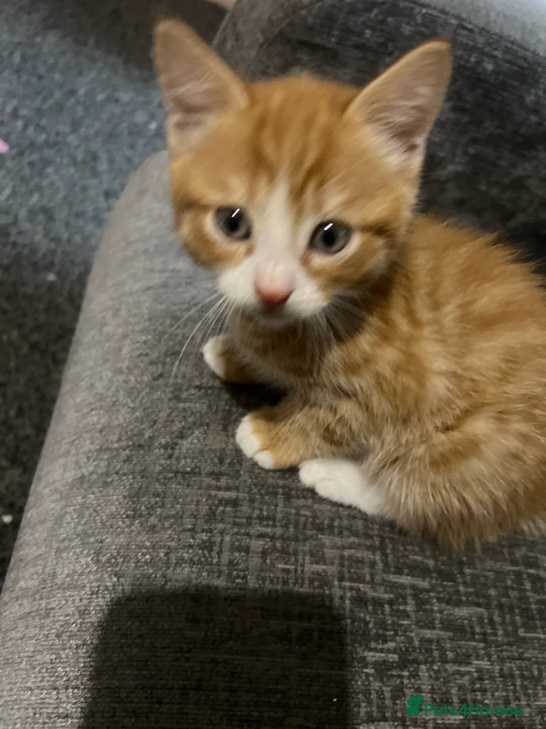 Mixed Breed cats for sale: male kittens - Advert 17