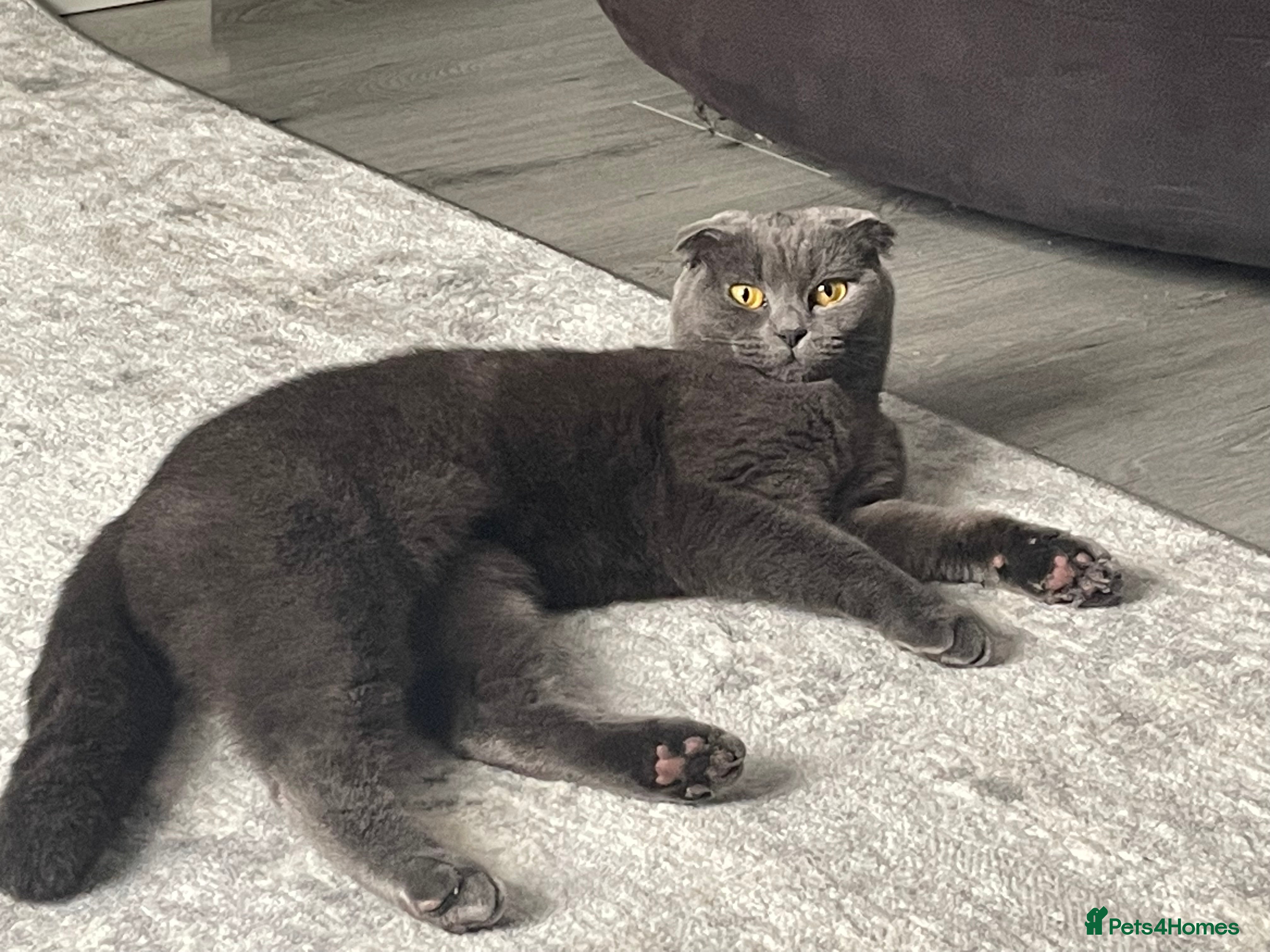 Mixed Breed cats Scottish fold mixed - Advert 1