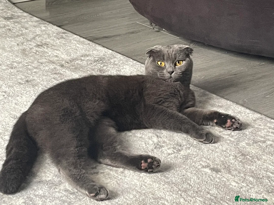 Mixed Breed cats for sale: Scottish fold mixed - Advert 1