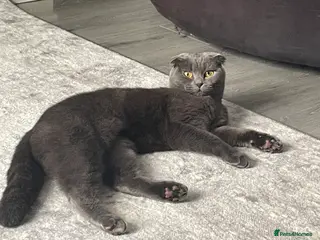 Mixed Breed cats Scottish fold mixed - Advert 1