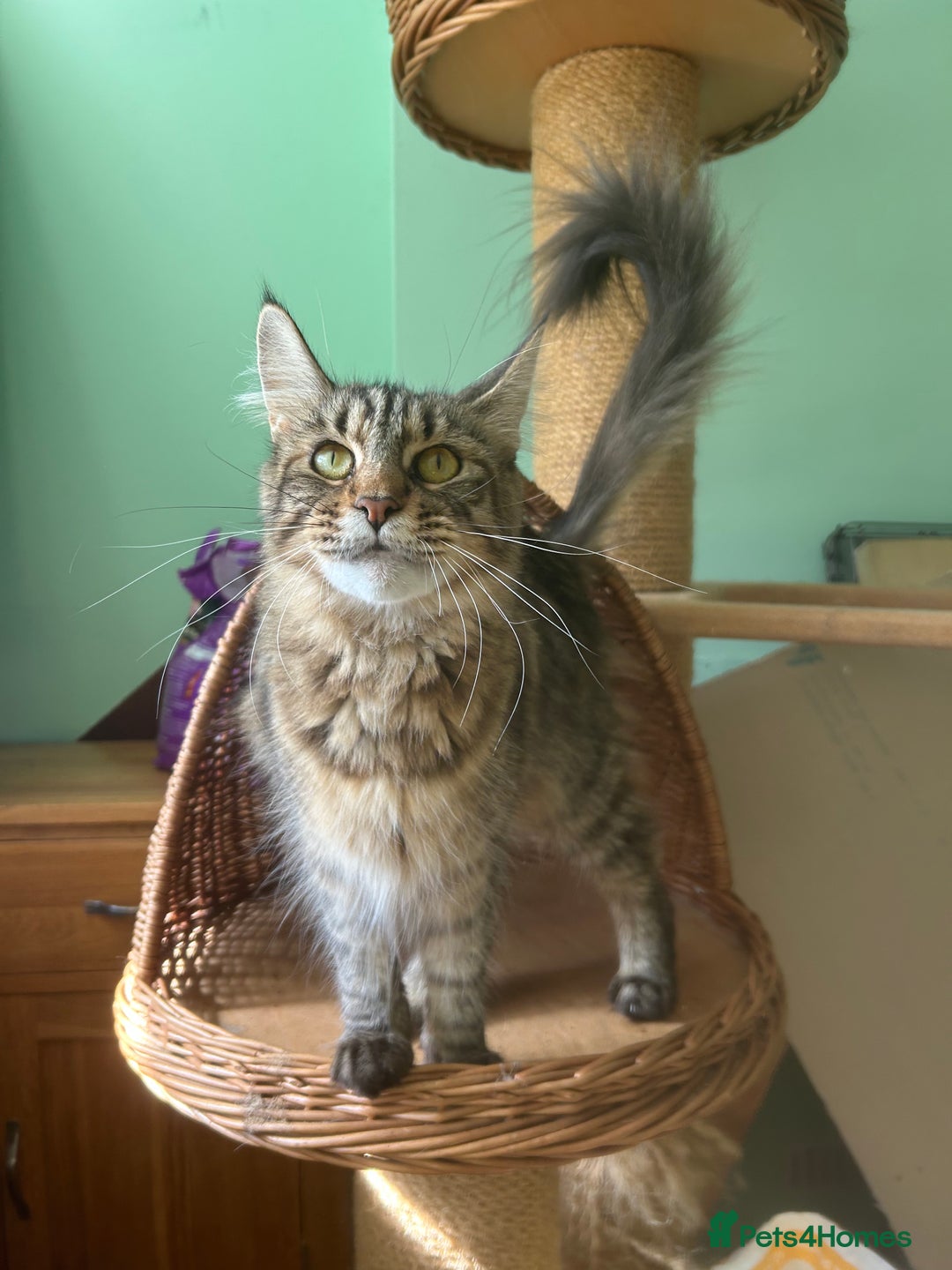Maine Coon cats for sale: Tica registered active mainecoon girl - Advert 2