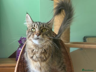 Maine Coon cats Tica registered active mainecoon girl - Advert 6