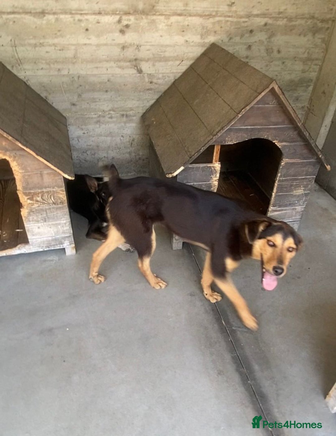 Mixed Breed dogs for adoption: Murphy, 1-2 yrs old. Available for adoption. - Advert 1