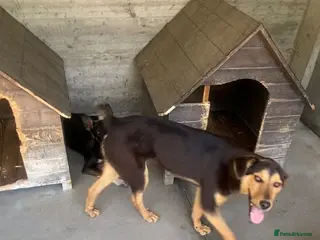 Mixed Breed dogs Murphy, 1-2 yrs old. Available for adoption. - Advert 4