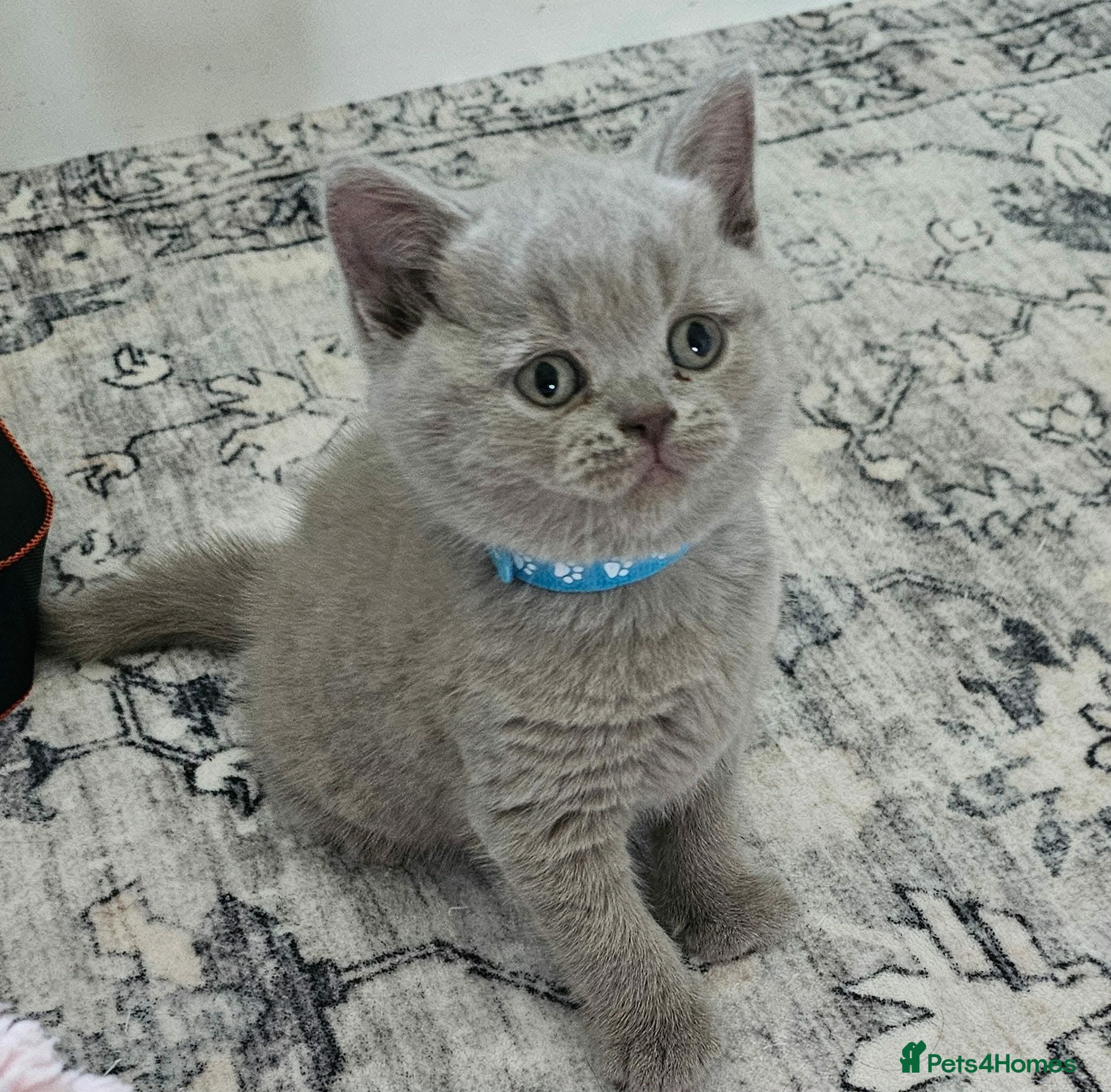 British Shorthair cats ✨ Stunning British Shorthair Kittens Available ✨ - Advert 8