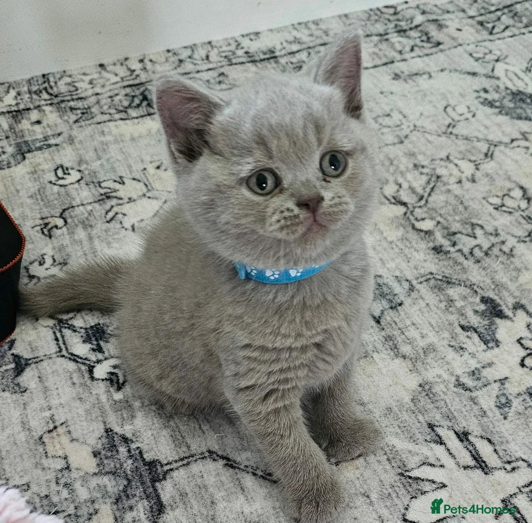 British Shorthair cats for sale: ✨ Stunning British Shorthair Kittens Available ✨ - Advert 2