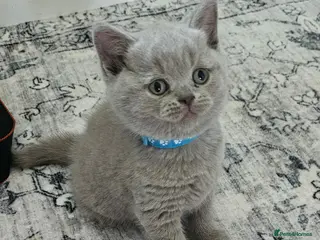British Shorthair cats ✨ Stunning British Shorthair Kittens Available ✨ - Advert 8