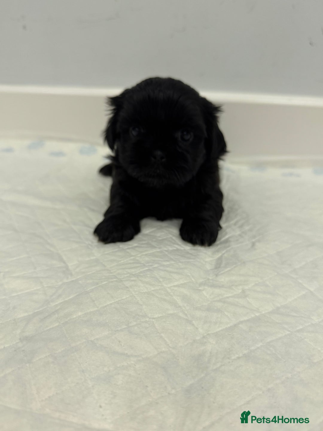 Shih Tzu dogs for sale: ✨ Exceptional Shih Tzu Puppies – Available✨ - Advert 18