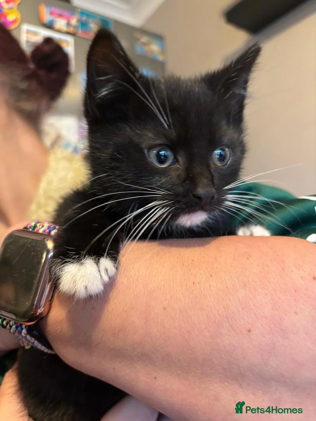 Domestic Shorthair cats for sale: One male, one female  - Advert 9