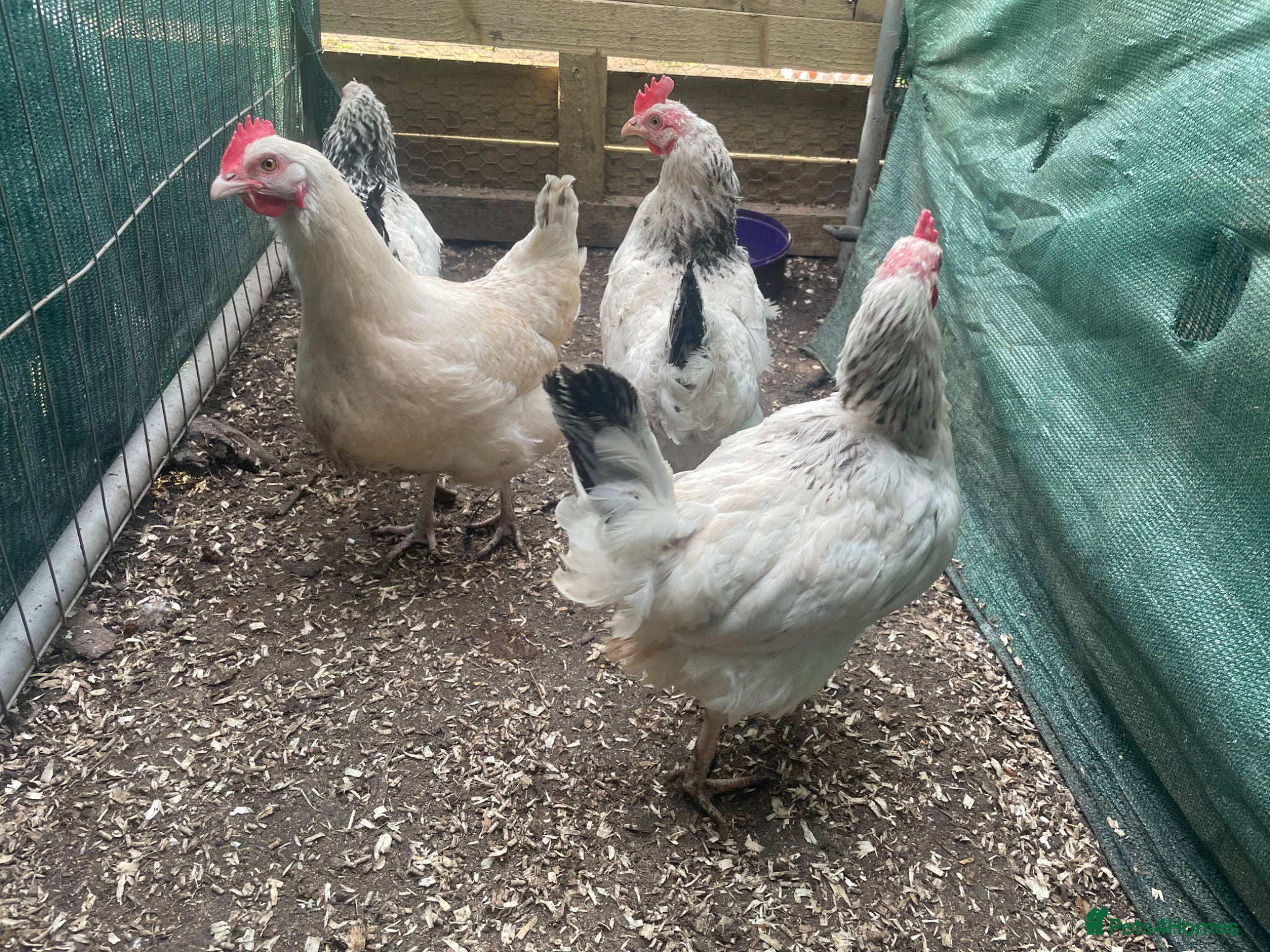 Chickens poultry Light Sussex hens  - Advert 11