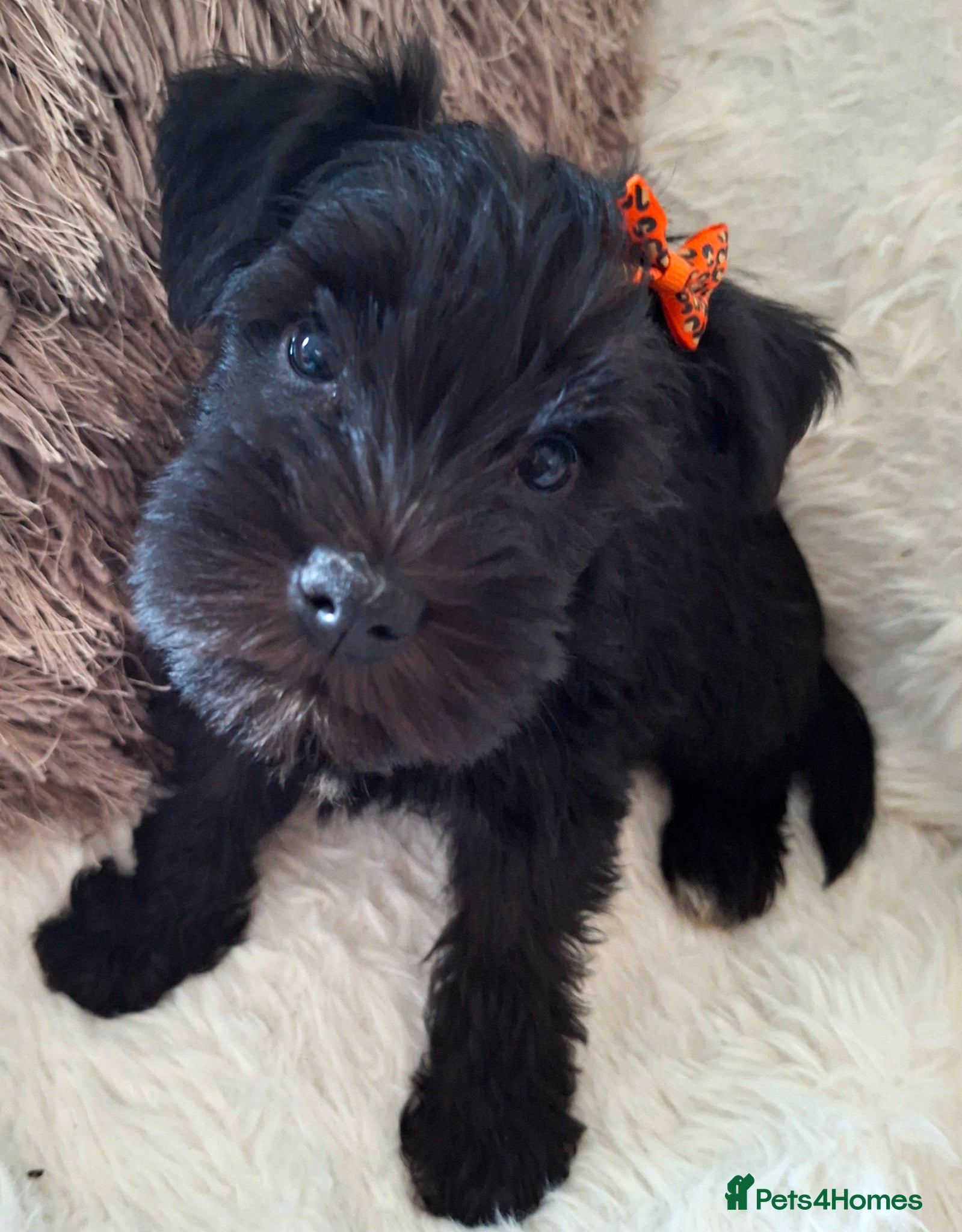 Miniature Schnauzer dogs Miniature schnauzer  - Advert 11