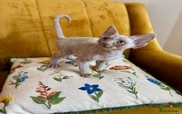 Devon Rex cats for sale: 🐾Pedigree Devon Rex Kittens- Raised with Love🐾 - Image 3