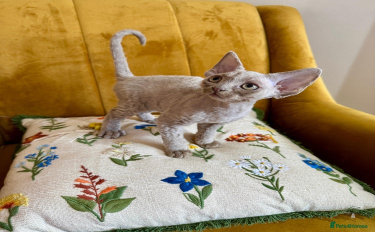 Devon Rex cats - Advert 14