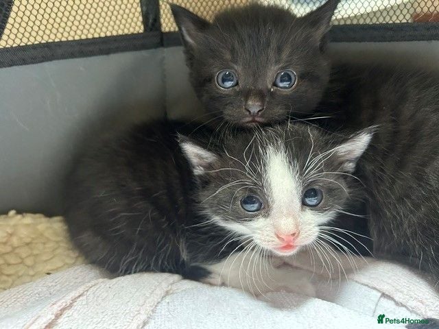 Mixed Breed cats Litter of Black & Black-and-White Kittens - Advert 7