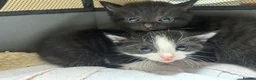 Mixed Breed cats for sale: Litter of Black & Black-and-White Kittens in Inverurie - Advert 1