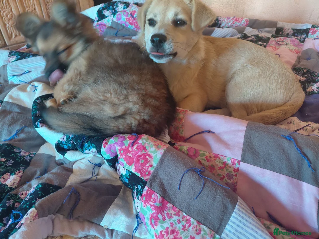 Mixed Breed dogs for adoption: 🌸Little HARA🌸- gentle, grateful and full of love - Advert 14