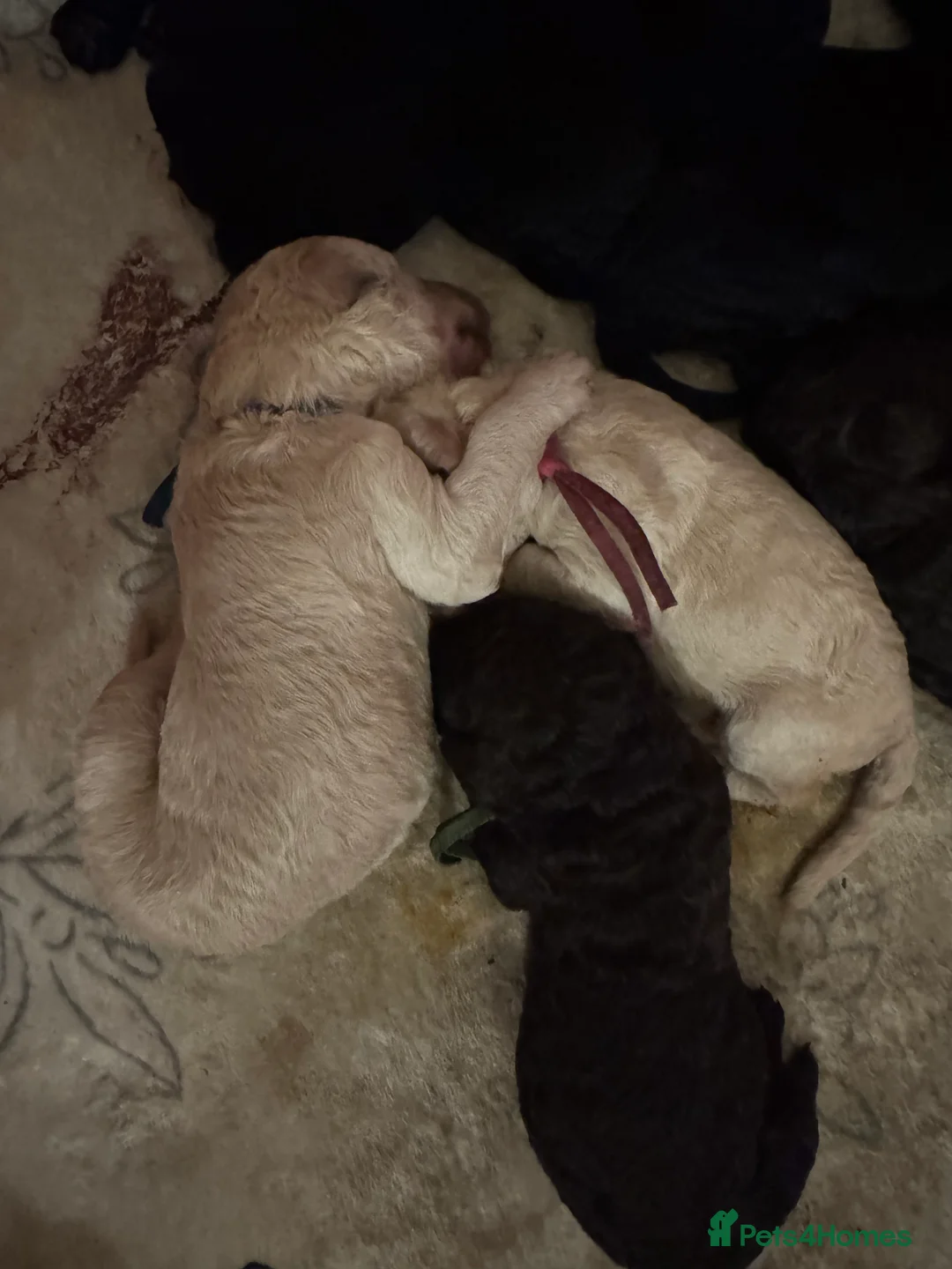 Standard Poodle dogs for sale: Show line standard poodles  - Advert 11