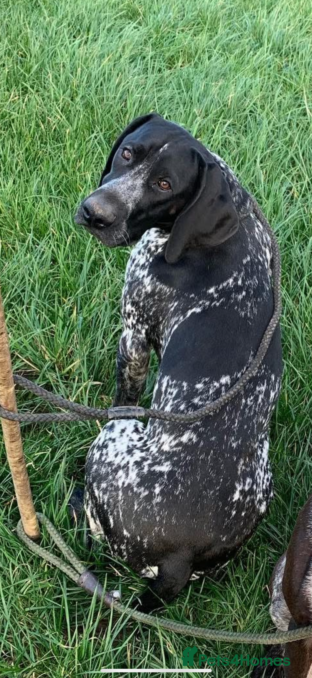 German Shorthaired Pointer dogs for sale: German Shorthaired Pointer Puppies - Image 14