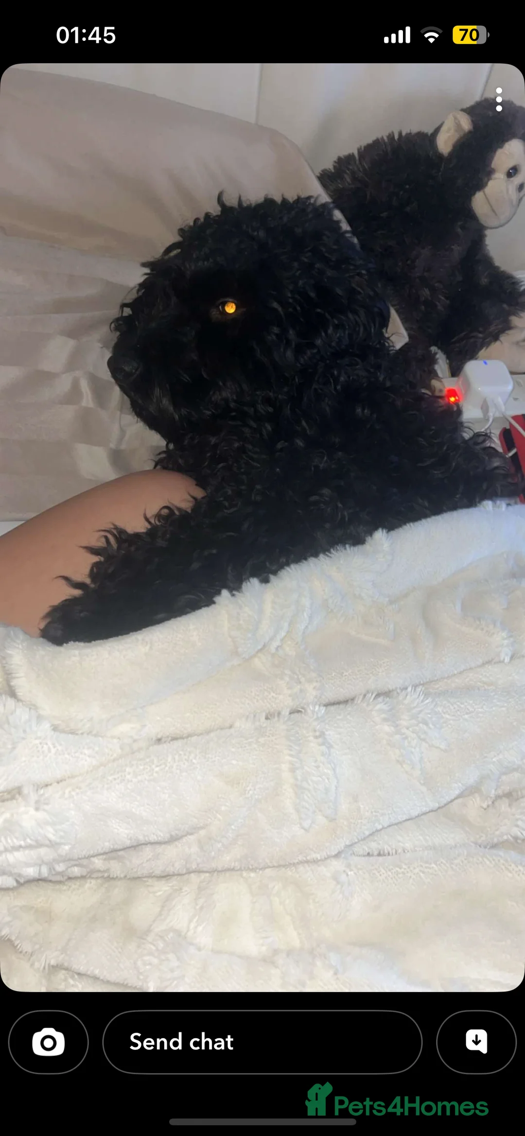 Cockapoo dogs for stud: Beautiful natured cockapoo for stud - Advert 19