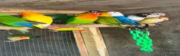 Mixed Breed birds for sale: Birds for sale *read description*  - Advert 7