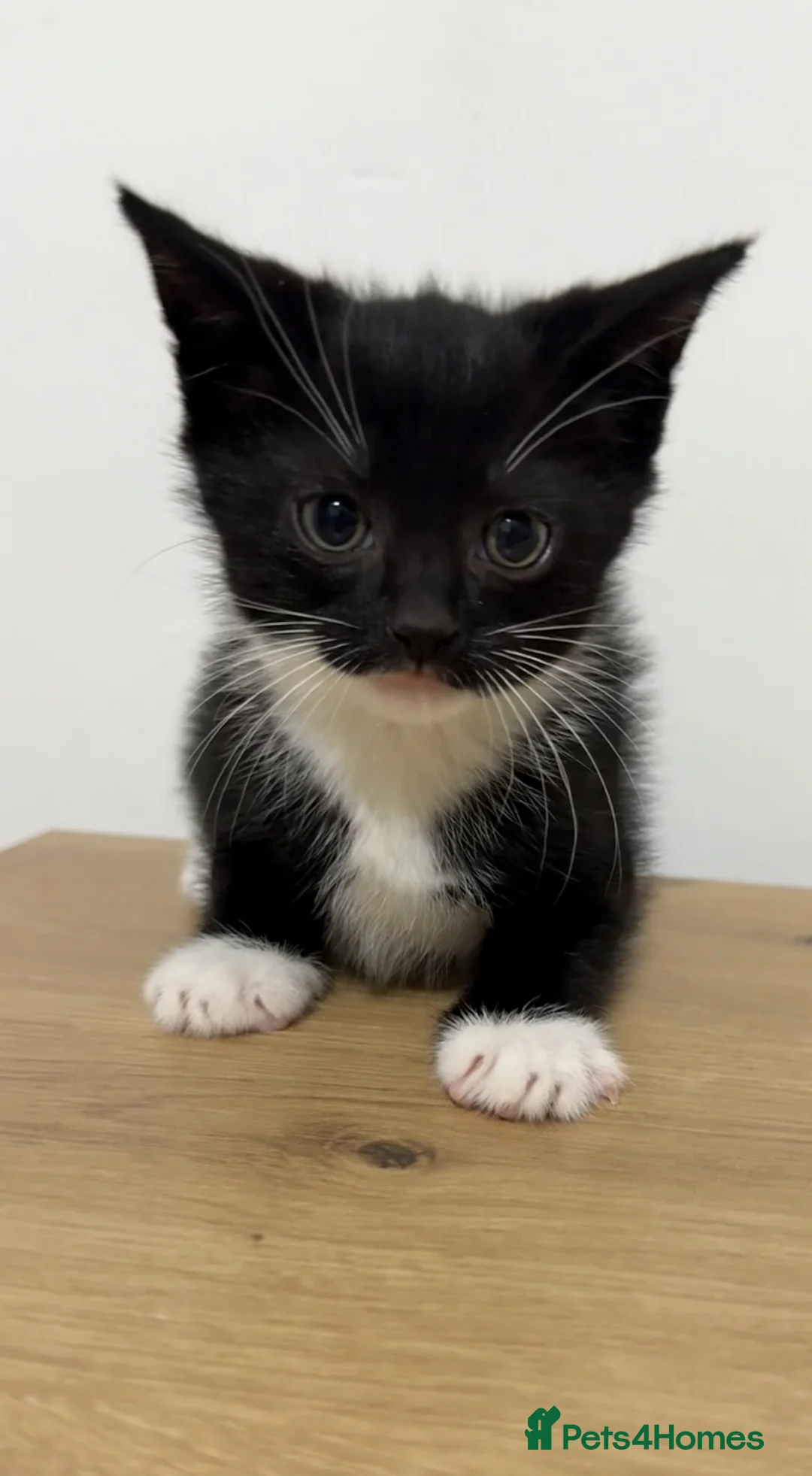 Mixed Breed cats for sale: Chopstick, a male tuxedo kitten - Advert 2