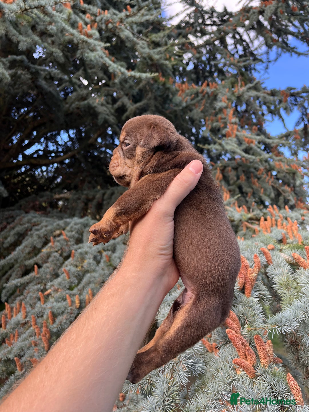 Olde English Bulldogge dogs for sale: RAINBOW OLD ENGLISH LITTER !!! - Image 20