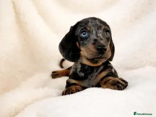Miniature Dachshund dogs Stunning Quality KC Miniature Dachshund Puppies - Advert 15