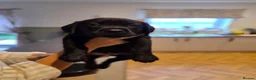 Labrador Retriever dogs for sale: Stunning KC Black Labradors in Redruth - Advert 6