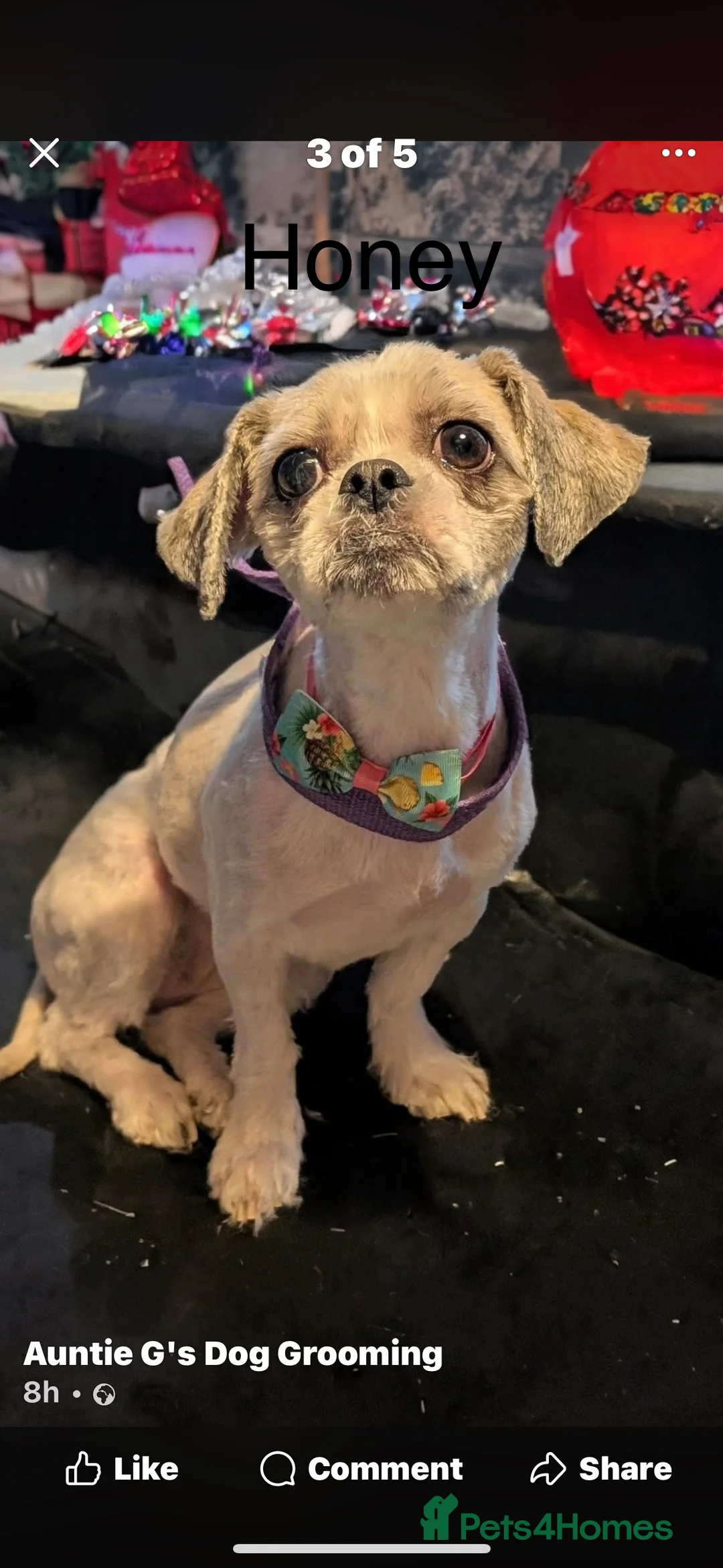 Shih Tzu dogs for sale: Shih Tzu girls - Advert 1