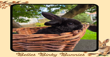Mini Lop rabbits - Advert 16