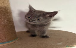 Maine Coon cats for sale: Maine coon cross ragdoll kittens  - Image 2