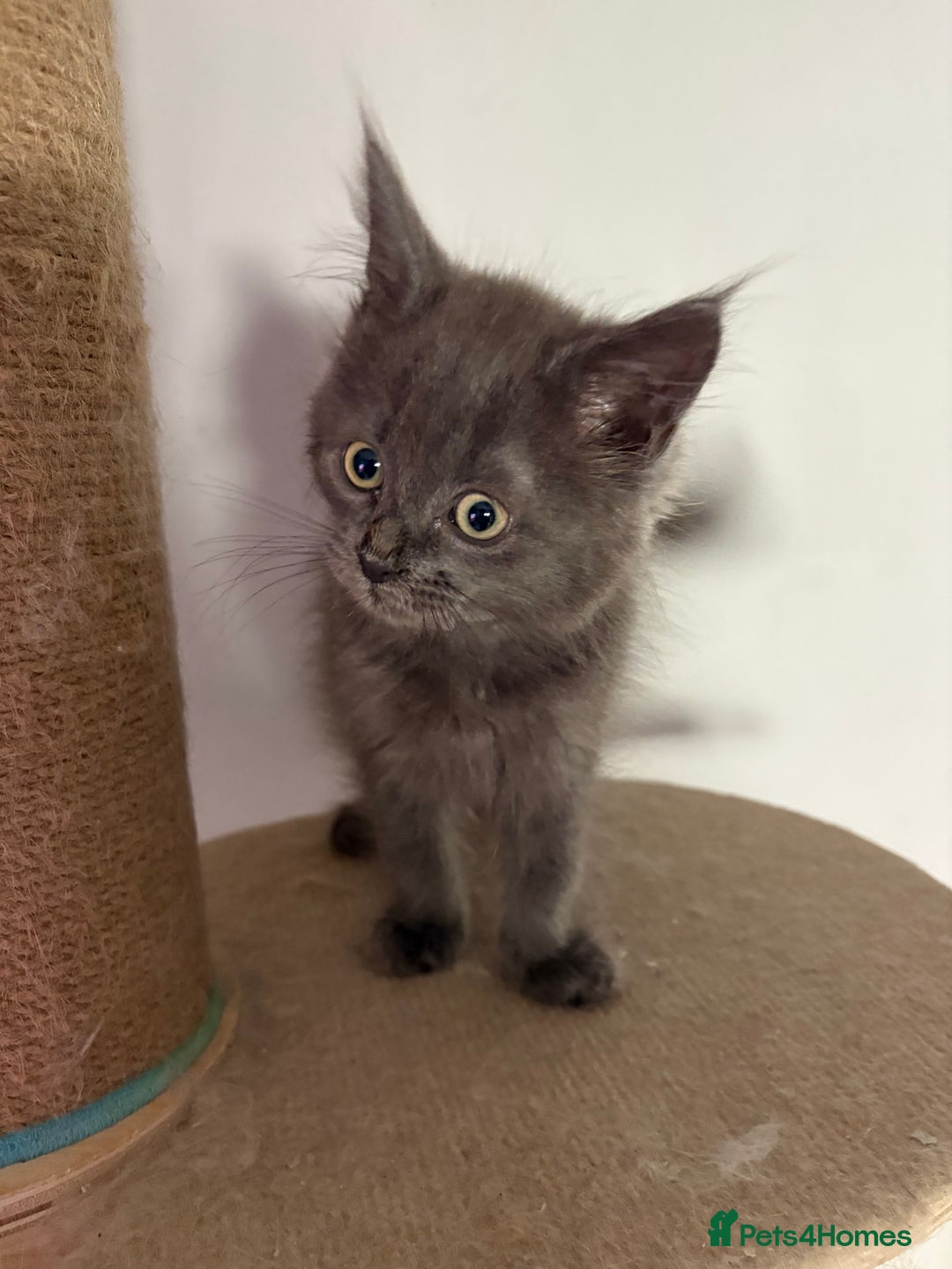 Maine Coon cats for sale: Maine coon cross ragdoll kittens  - Image 2