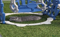 British Shorthair cats for sale: British Shorthair - Image 4