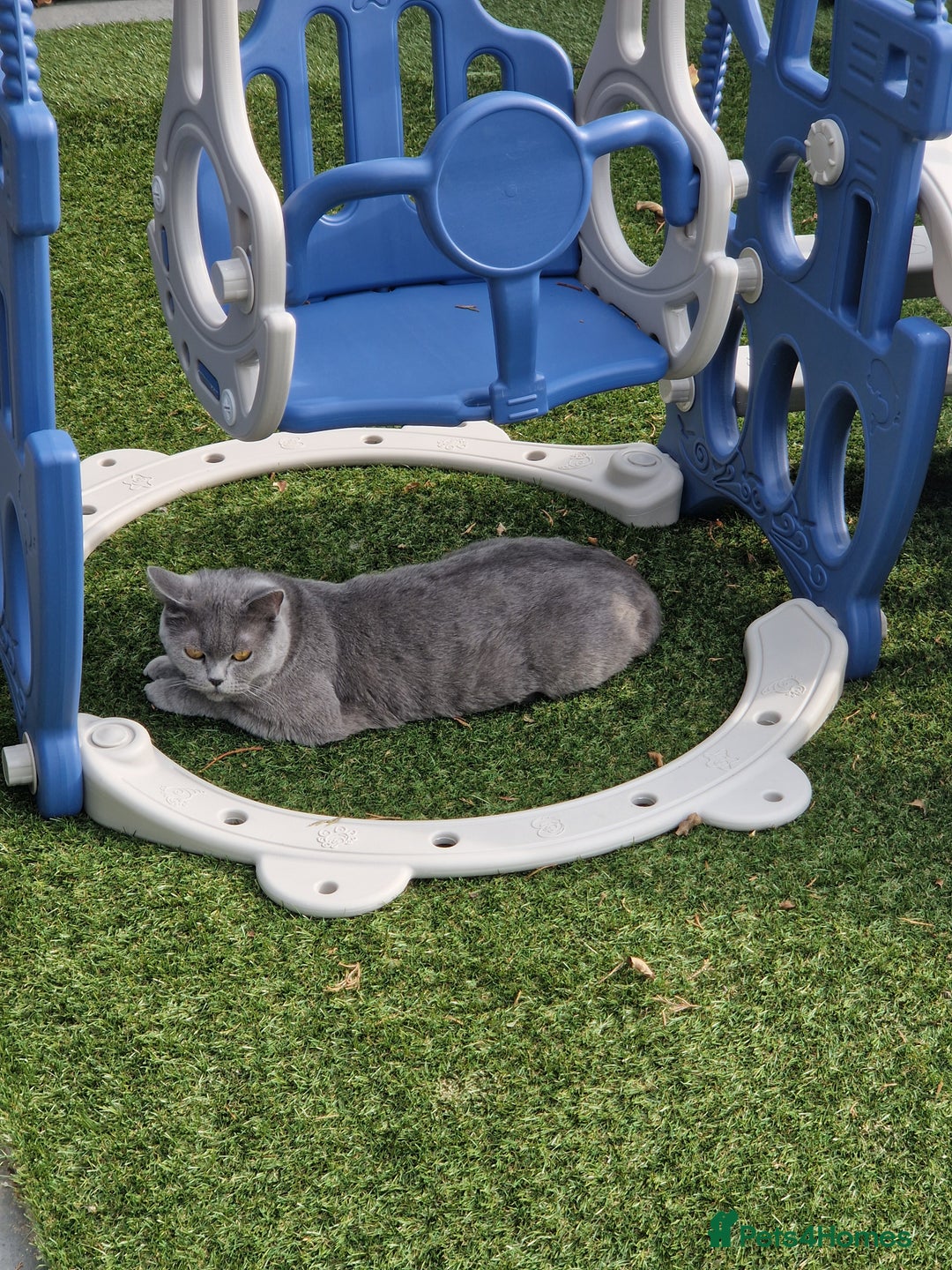 British Shorthair cats for sale: British Shorthair - Image 4