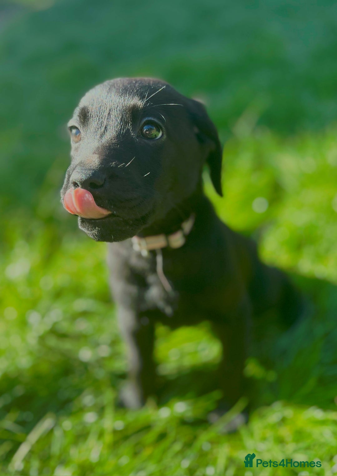 Labrador Retriever dogs for sale: 3 Beautiful female Labradors ready to leave❤️ - Image 5