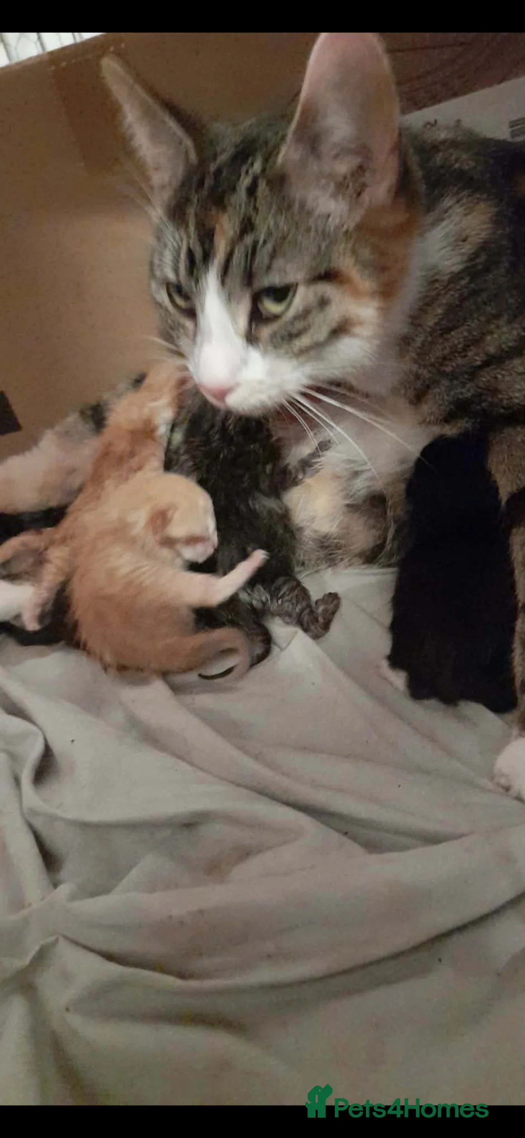 Mixed Breed cats for sale: Male tabby 8 weeks old kitten  - Advert 2