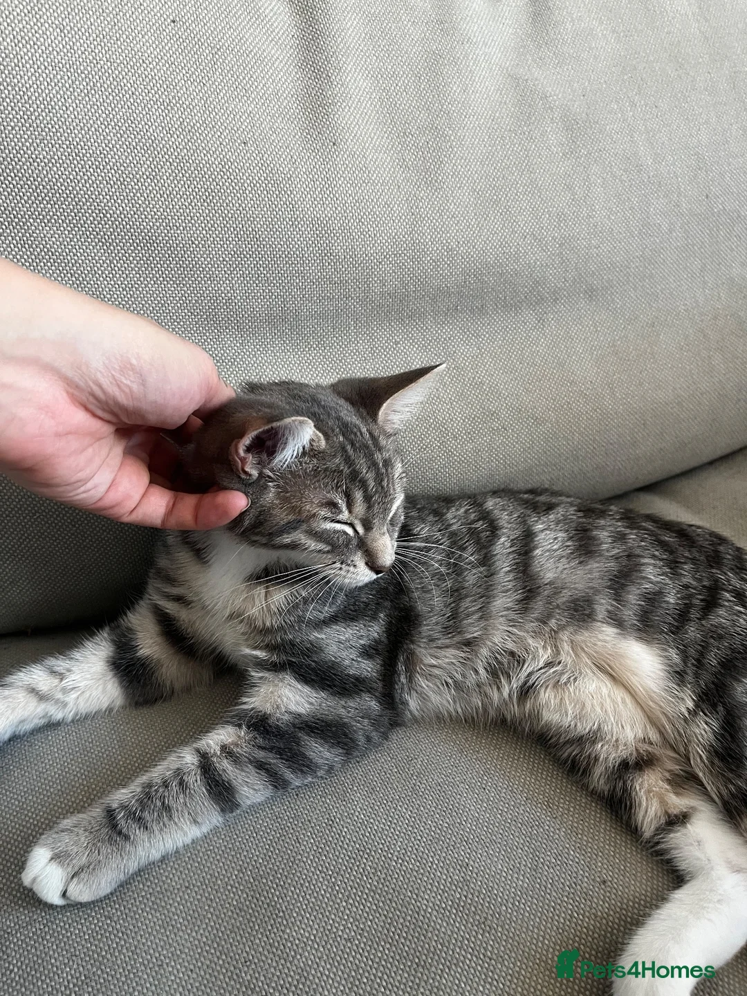 Mixed Breed cats for sale: Beautiful litter trained friendly kittens  - Advert 2