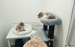 Persian cats for sale: Mother & daughter rehoming together pls - Image 2