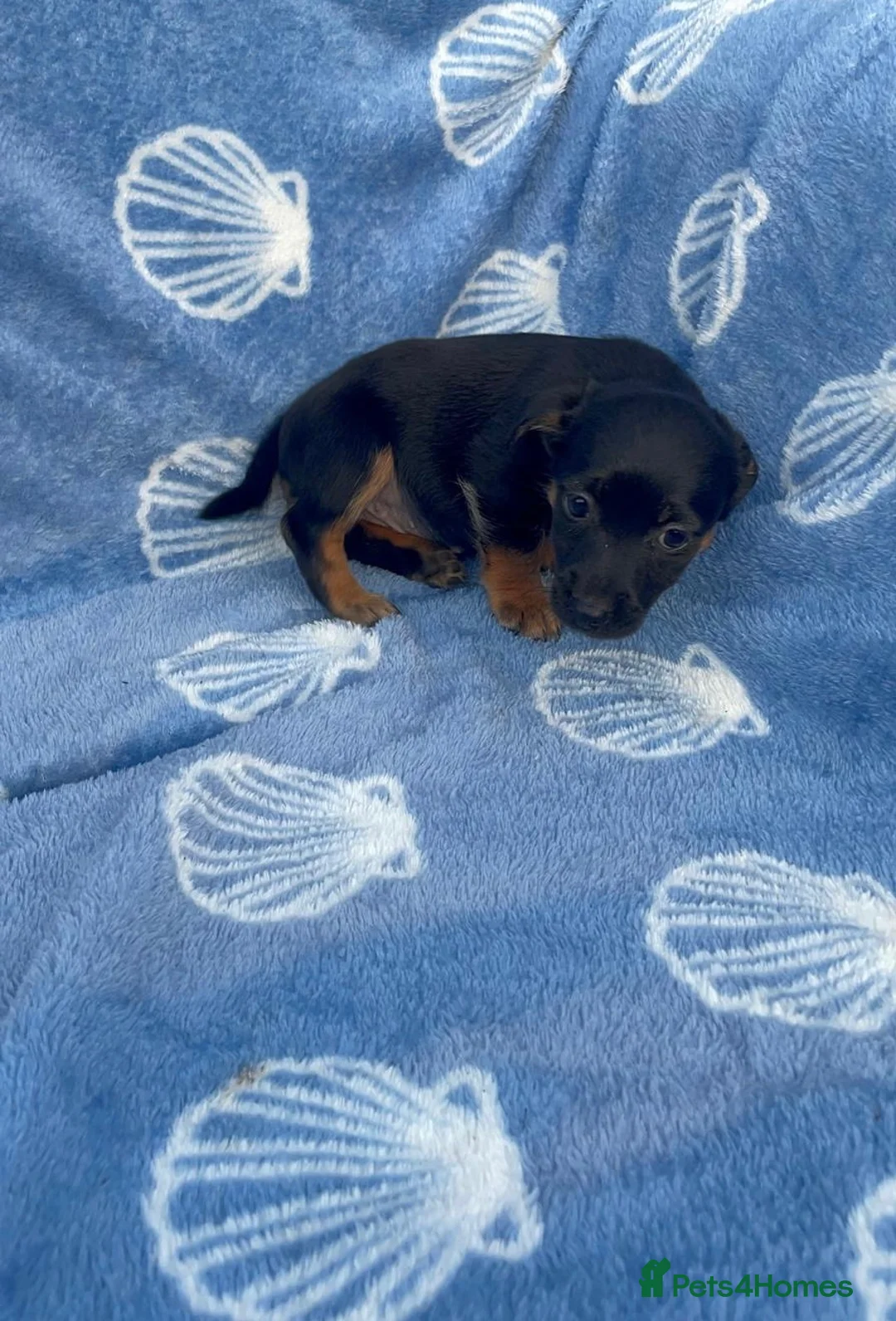 Jack Russell dogs for sale: Miniature Jack Russell‘s - Advert 15
