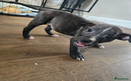 Staffordshire Bull Terrier dogs for sale: Female Staffies  - Image 1