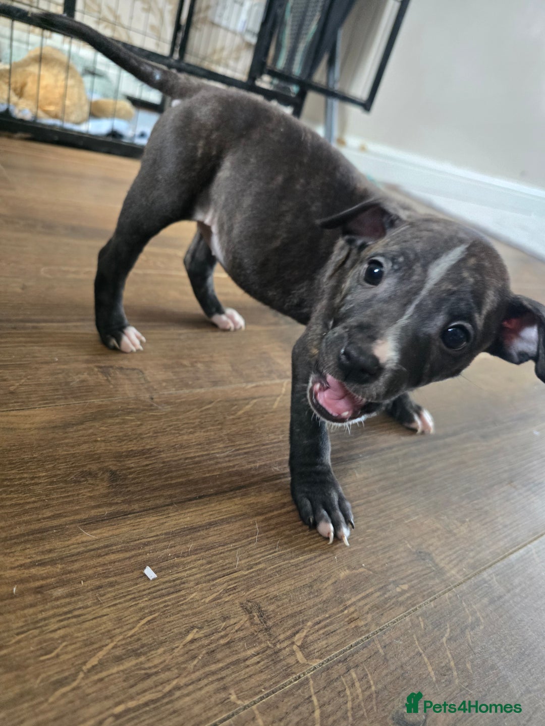 Staffordshire Bull Terrier dogs for sale: Female Staffies  - Image 1