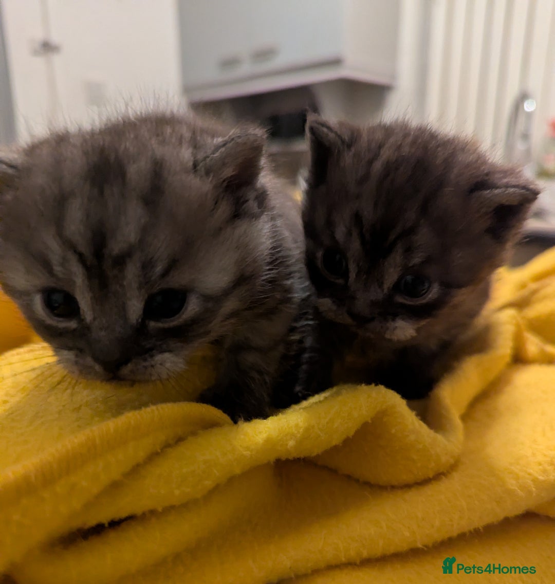 British Shorthair cats for sale:  🐾 BSH Blue,Chocolate& Tabby– Whiskers Kittens 🐾 - Image 19